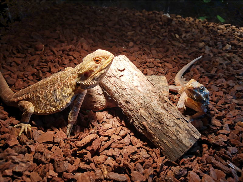 哈尼动物园(中央商城店)