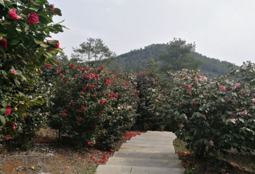 茶花源风景区