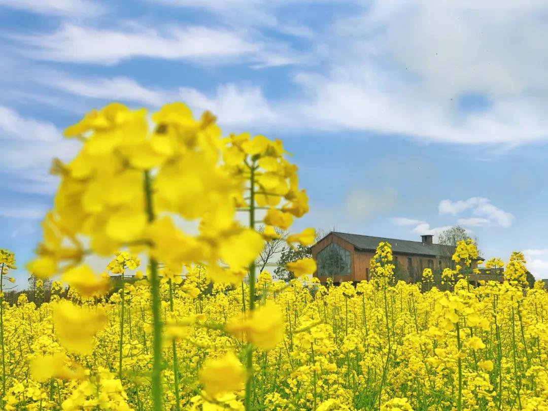 卓尔桃花驿小镇