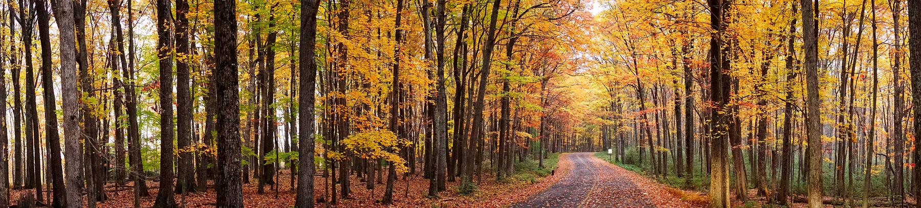 共青国家森林公园