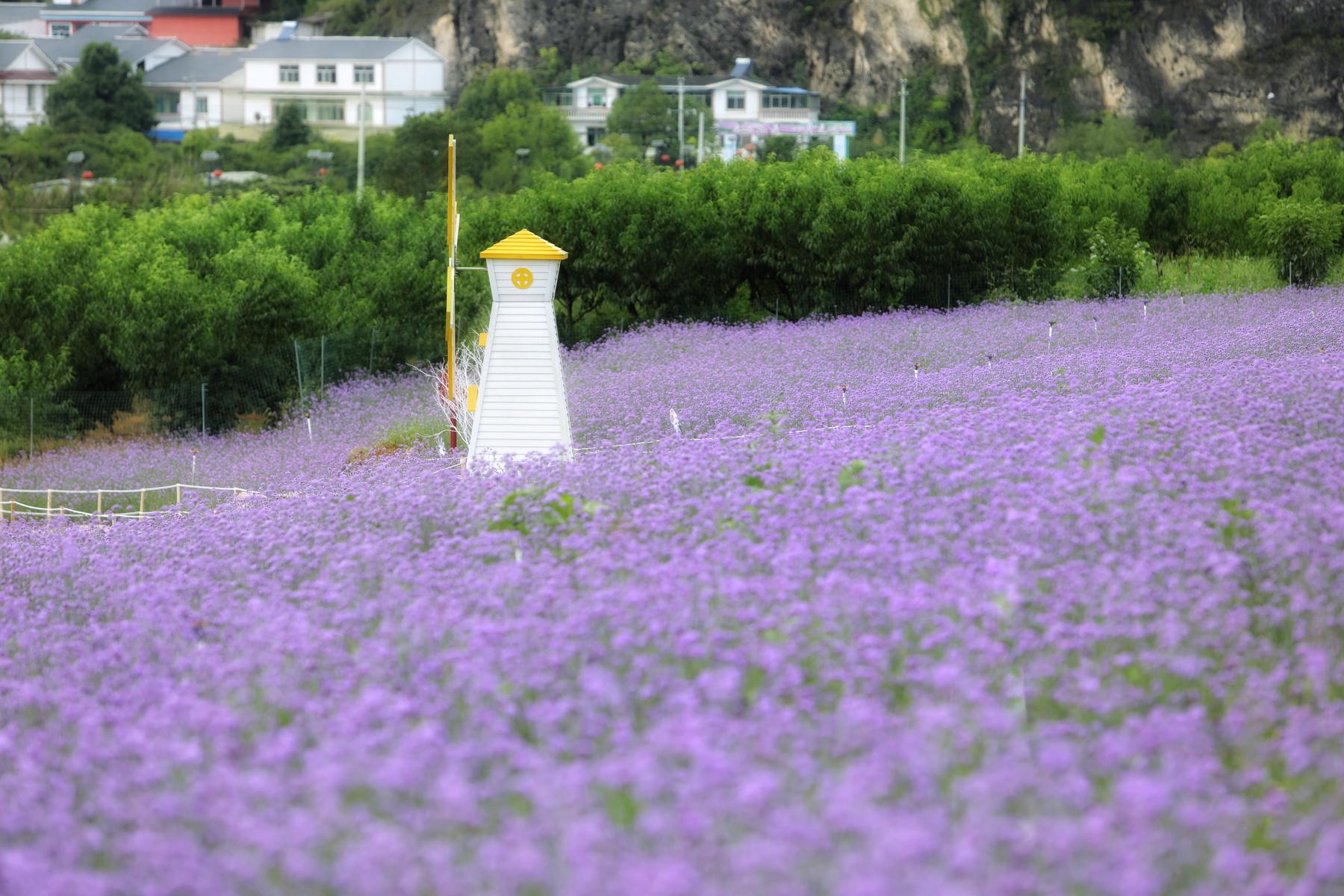 永乐花海