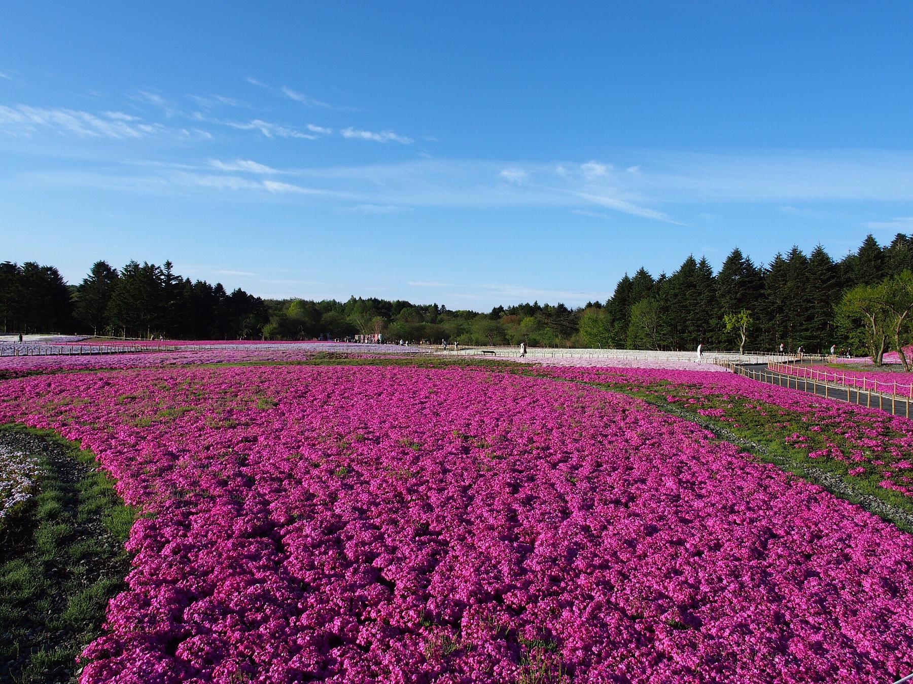 凤凰花果山景区