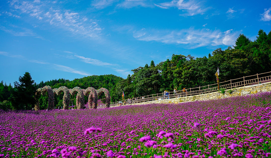 野三官森林花海