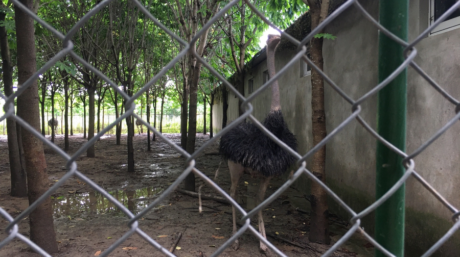 江天动物园