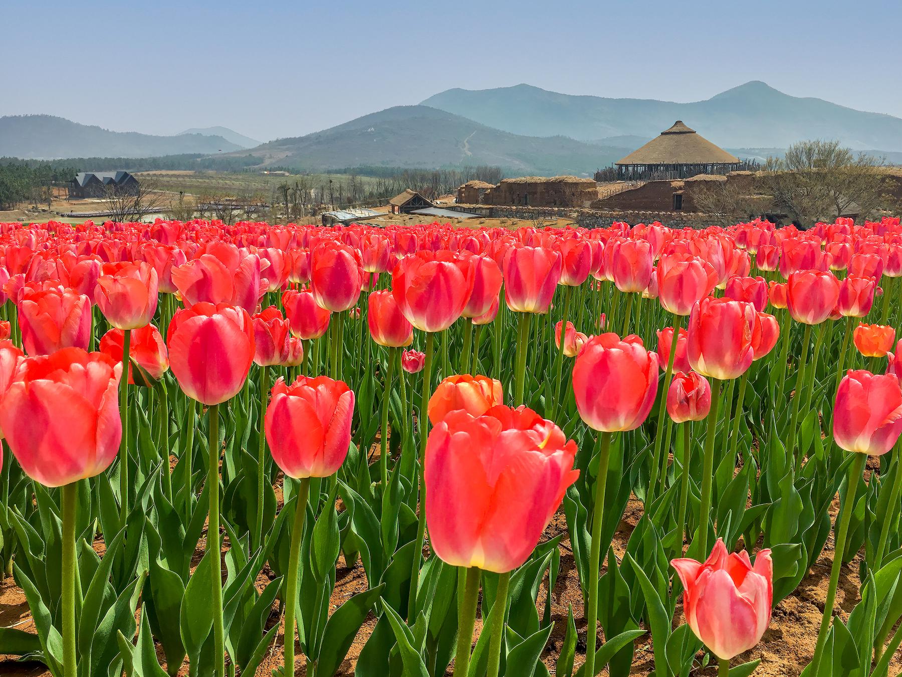 郁金香高地景区