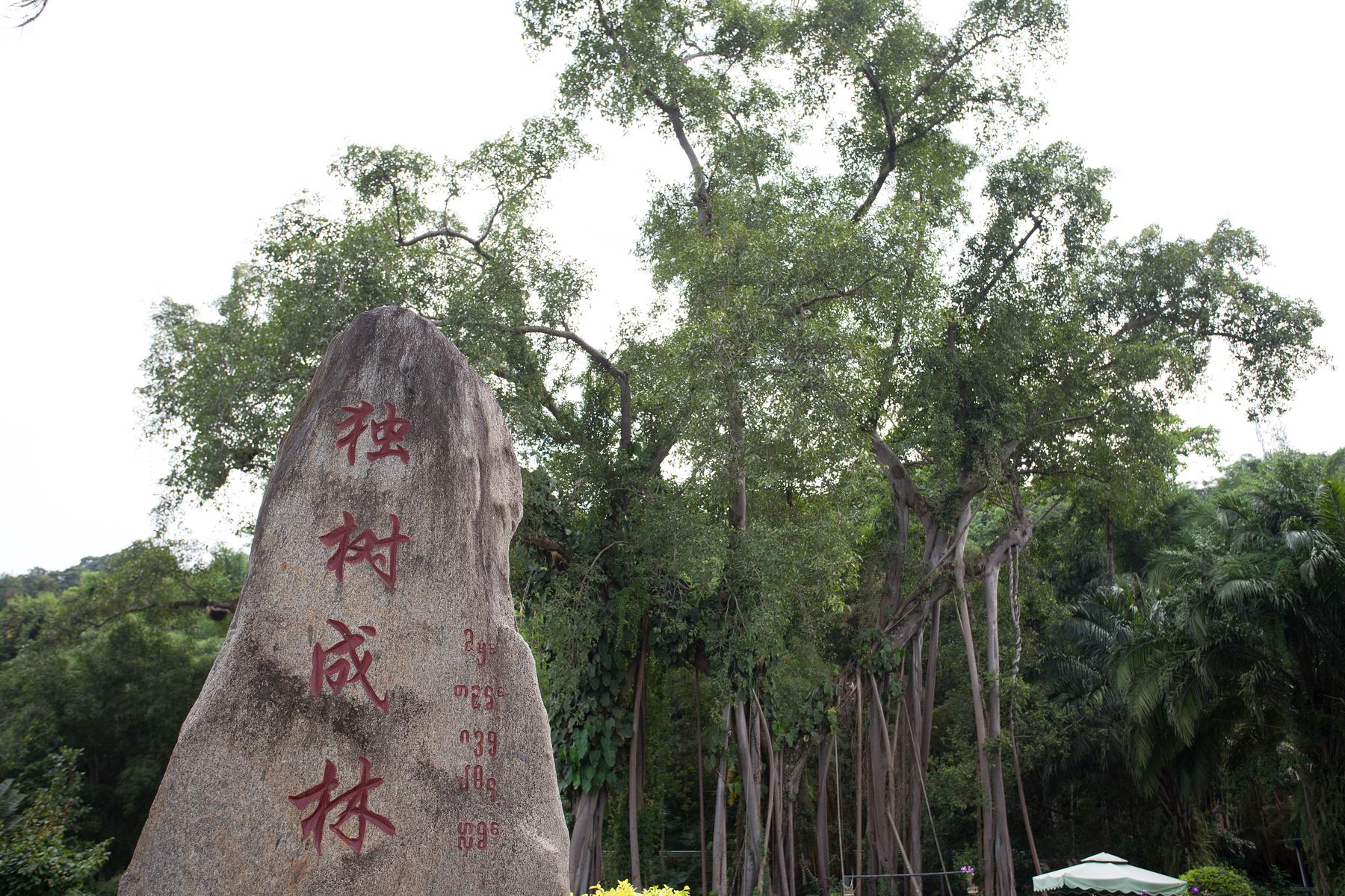 打洛独树成林风景区