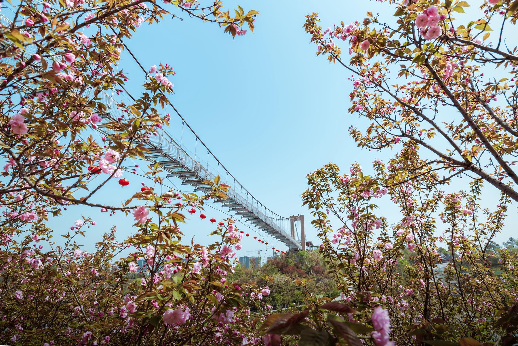 浔龙河樱花谷