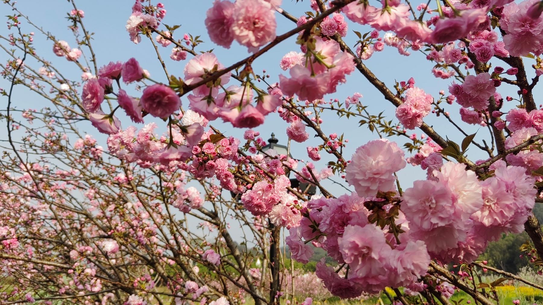 香遇百花园