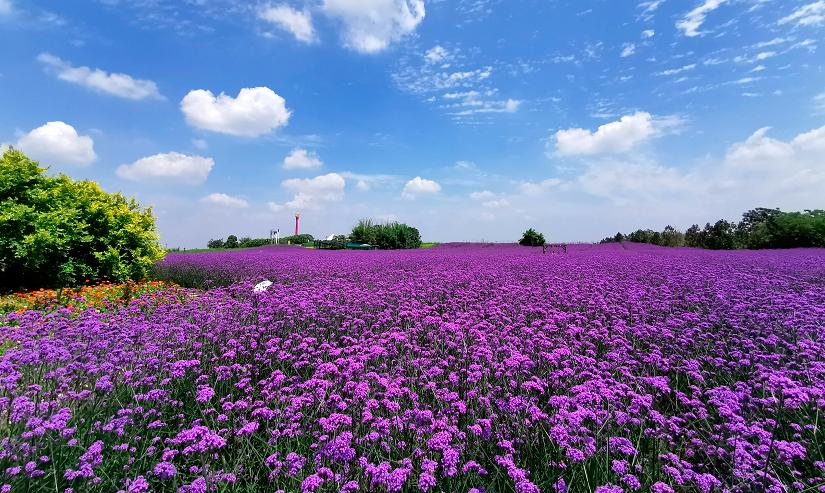 蔚然花海介绍图片