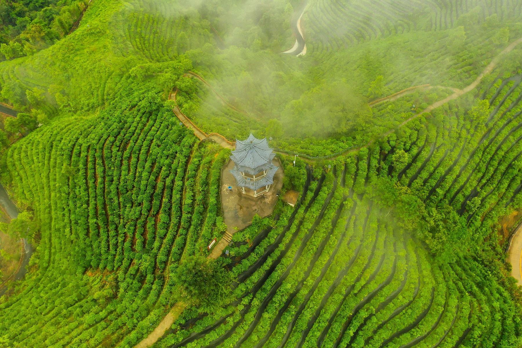 茶山金字塔