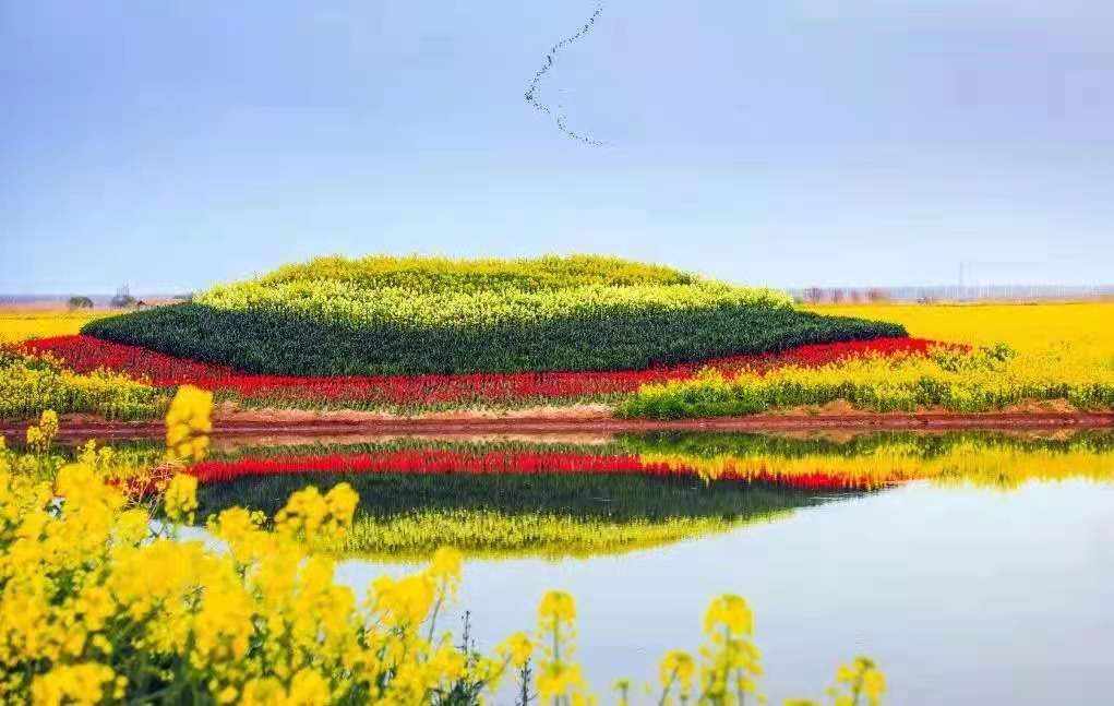高邮湖上花海