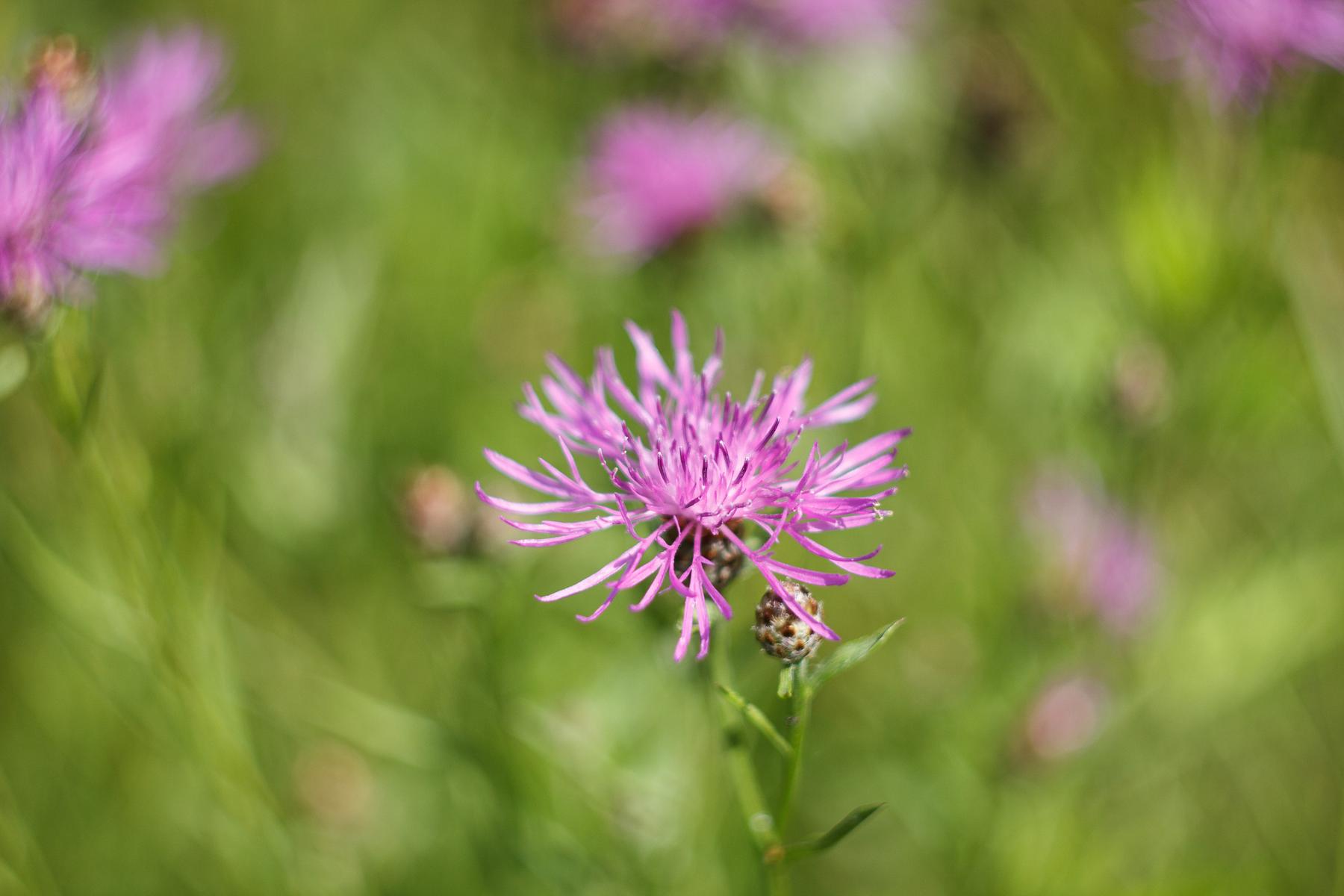 深圳仙湖植物园
