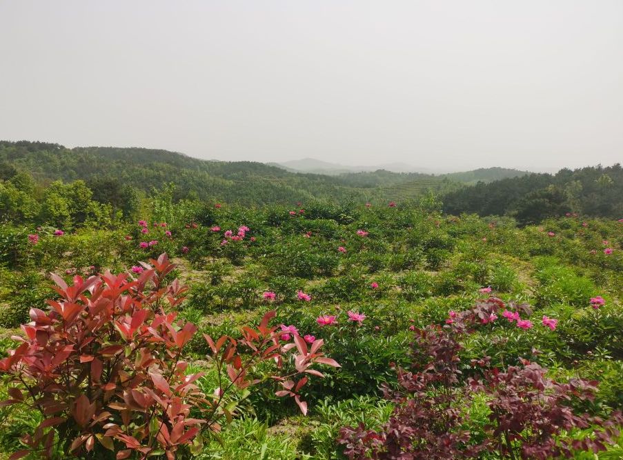 武穴市龙门花海景区