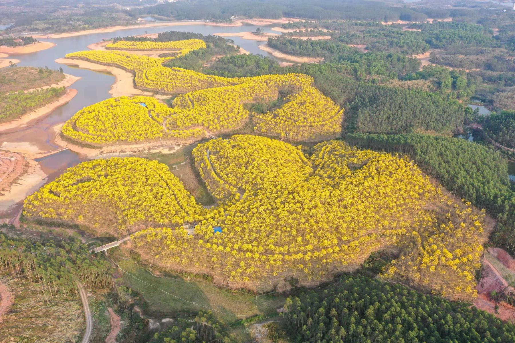 黄花风铃生态园