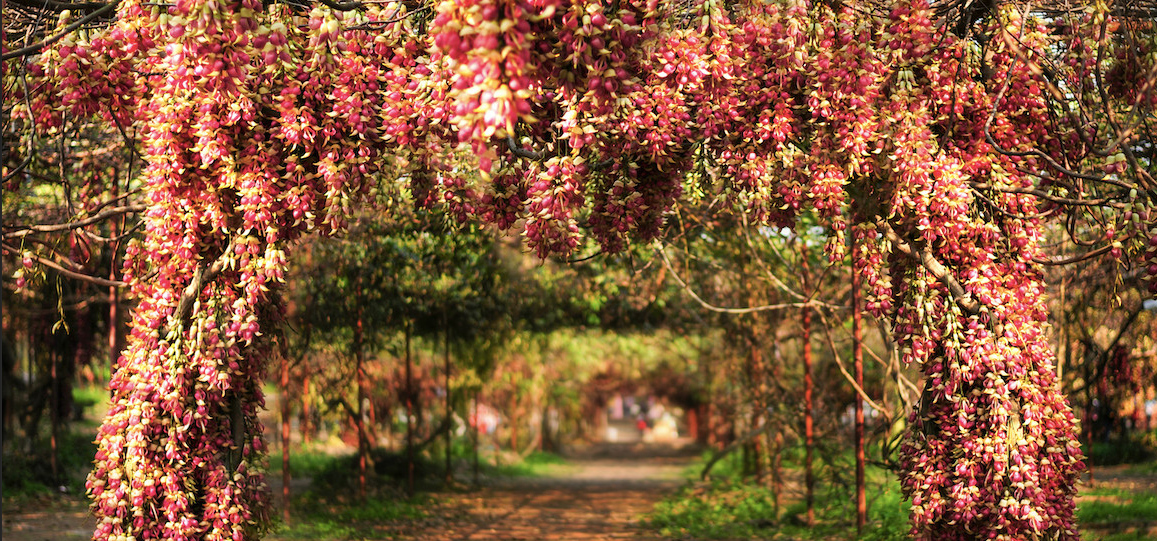 清远市禾雀花基地