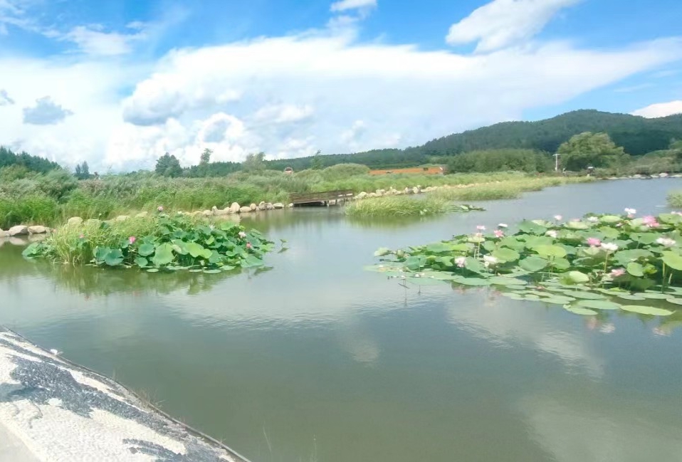 佳木斯郊区大来岗风景区达勒花海