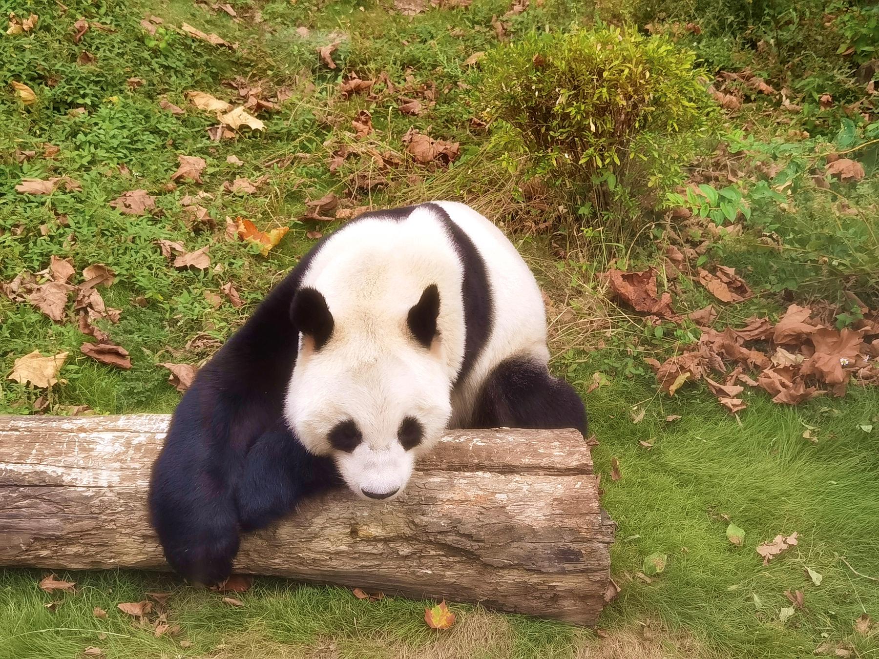 凤凰中华大熊猫苑