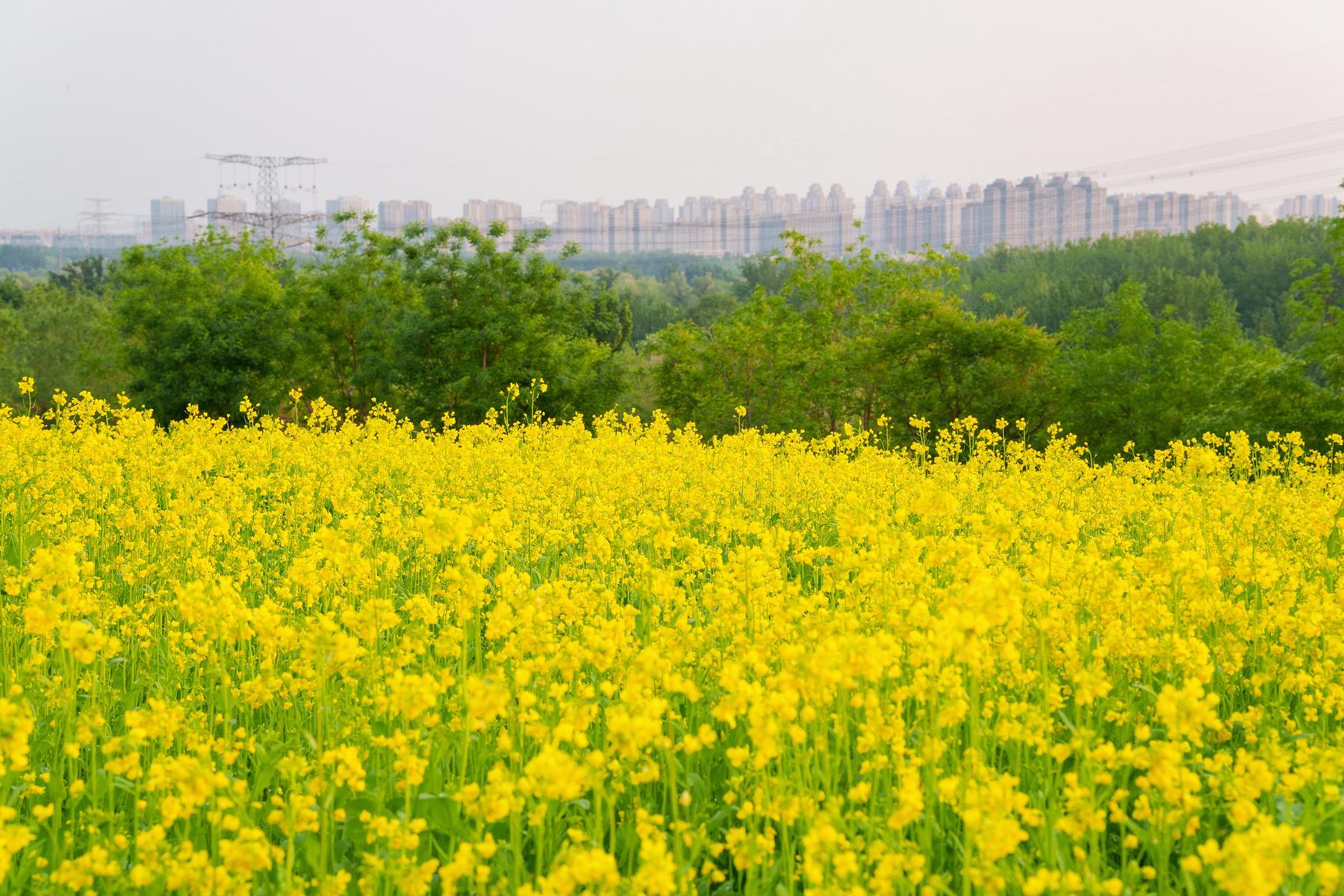 北京温榆河公园