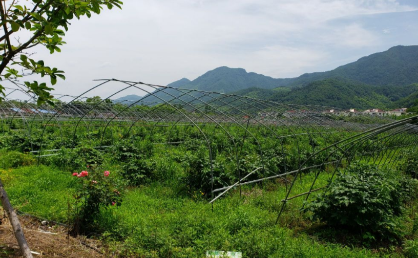 上江百花园