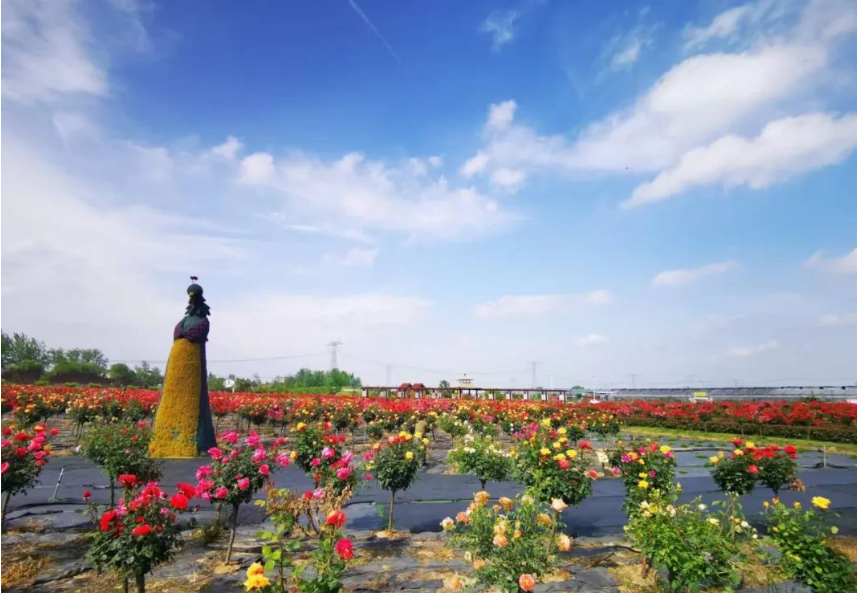 天鸣花海景区