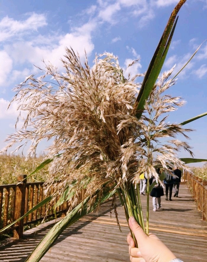 鼎翔生态旅游区-苇海蟹滩