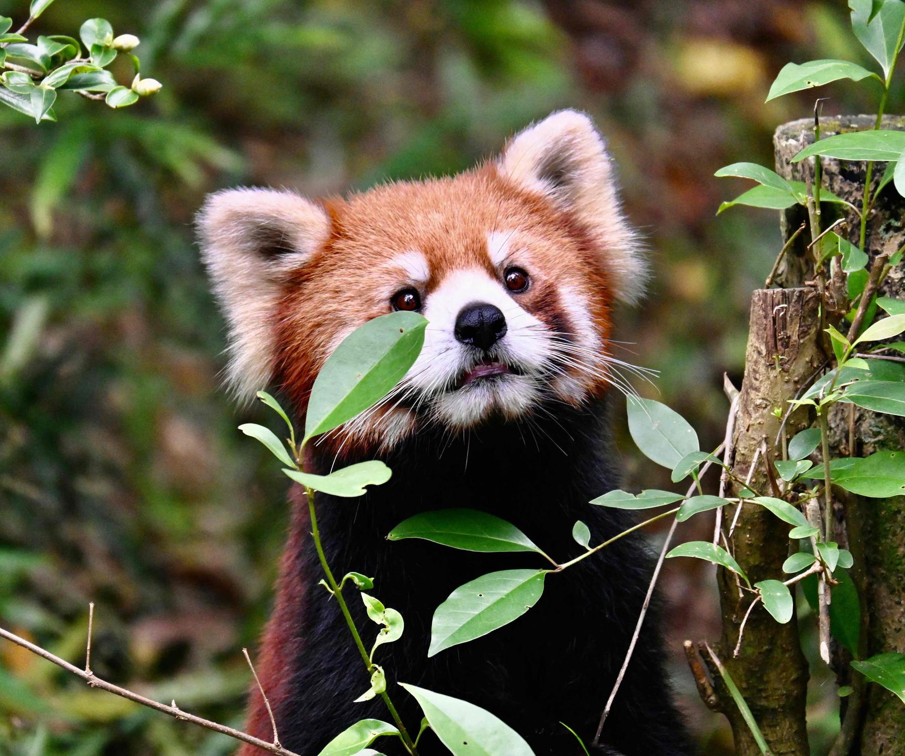 成都大熊猫繁育研究基地