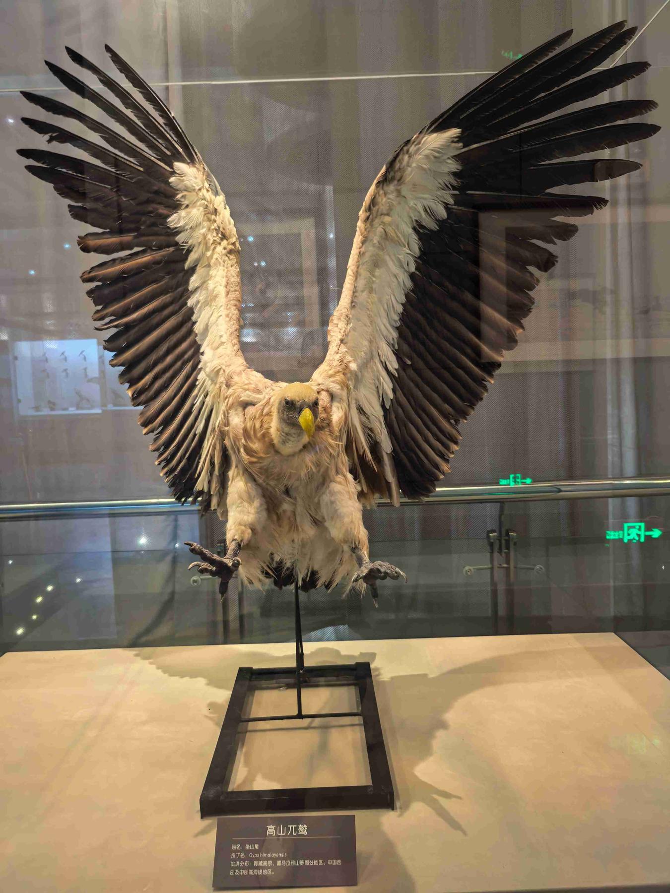 青藏高原自然博物馆