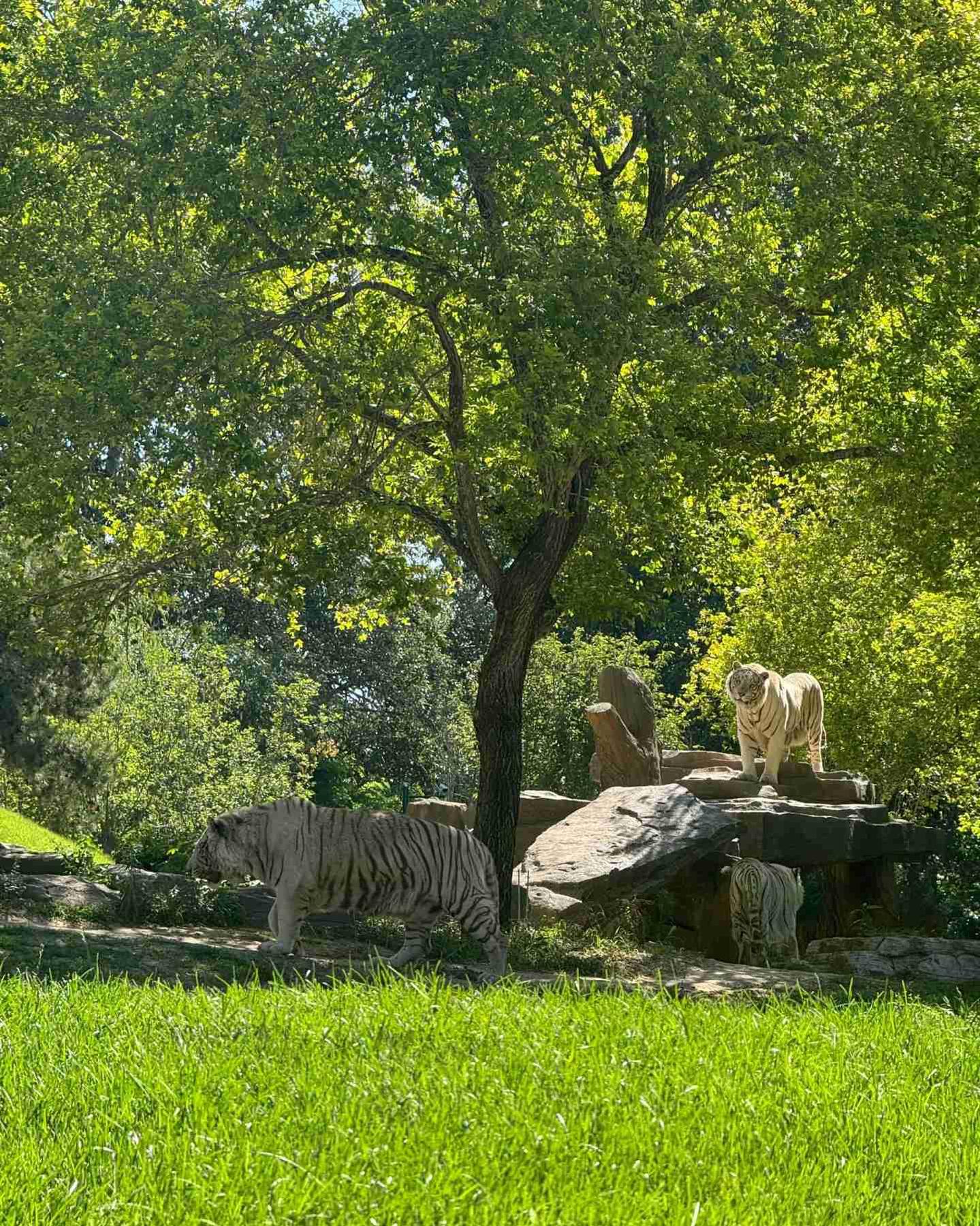 北京野生动物园