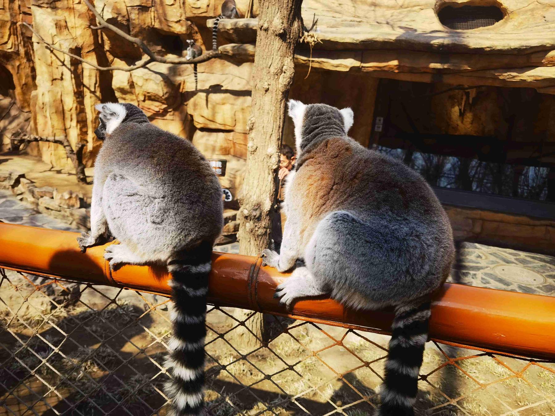 北京野生动物园