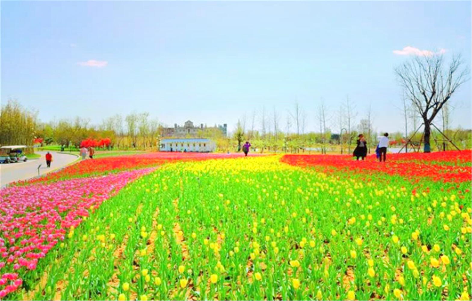 泰山天颐湖旅游度假区-泰山花海景区