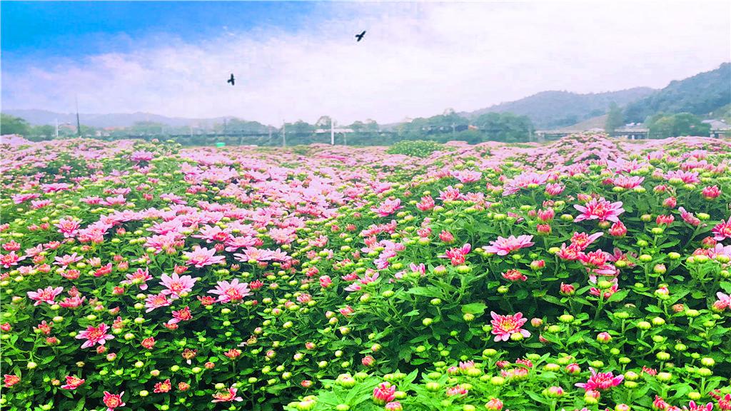 临湘市菊花博览园