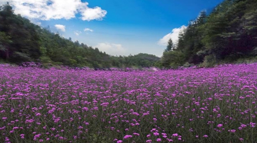 利川花千\景区