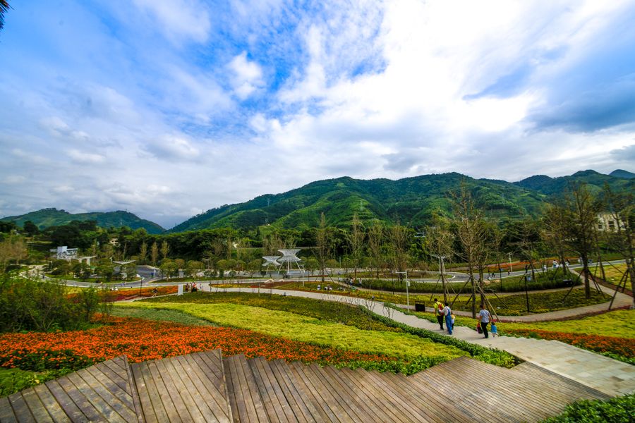 龙茶花海