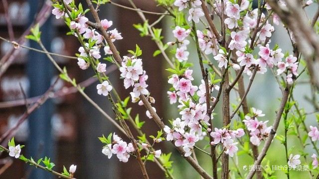 无锡阳山桃花源景区