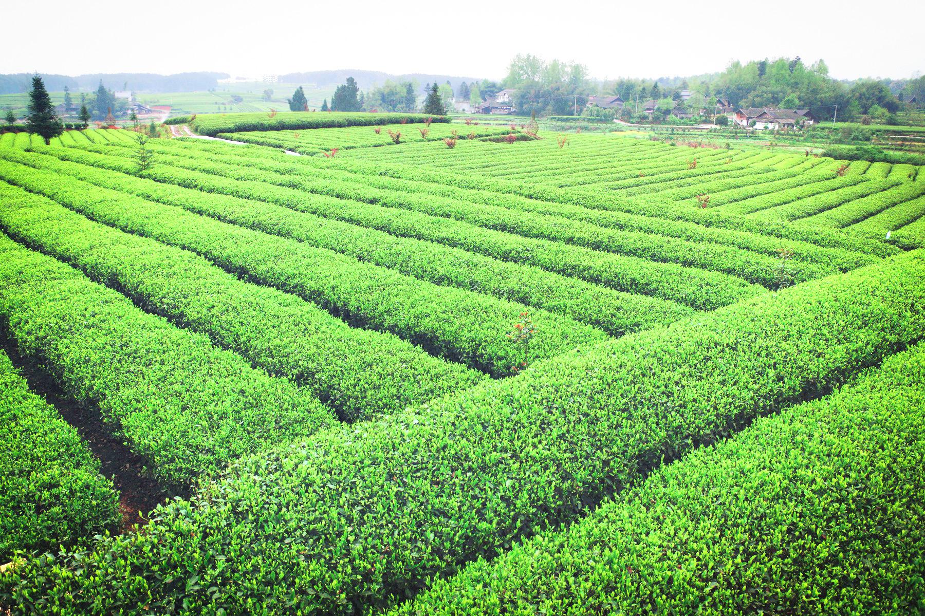 中国西部茶海之心景区