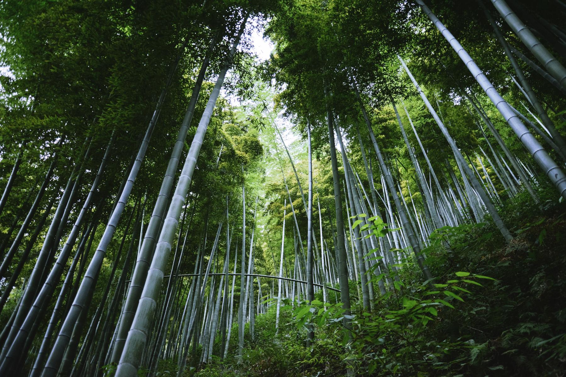 中国大竹海景区