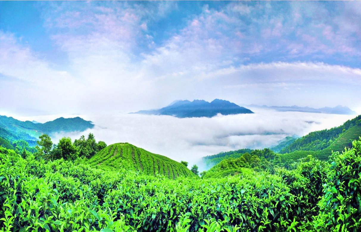 南山茶海旅游风景区