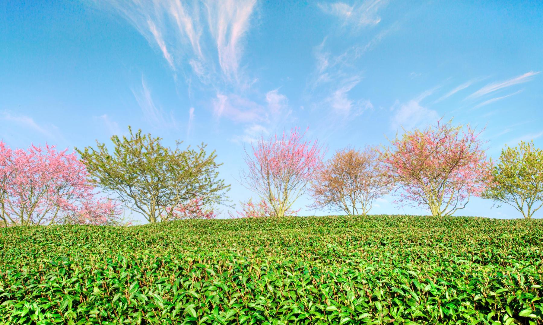 去永福樱花园(台品樱花茶园)