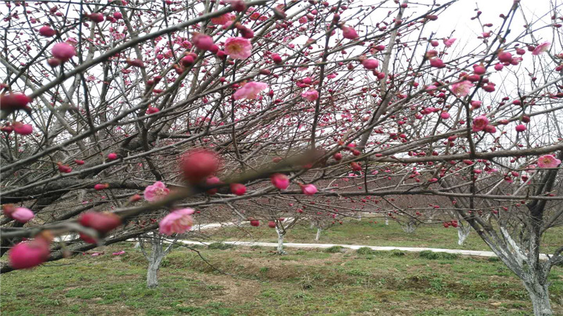 铜陵梧桐花谷