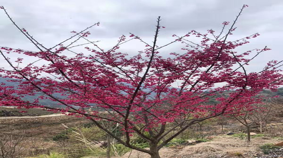 温州樱花园