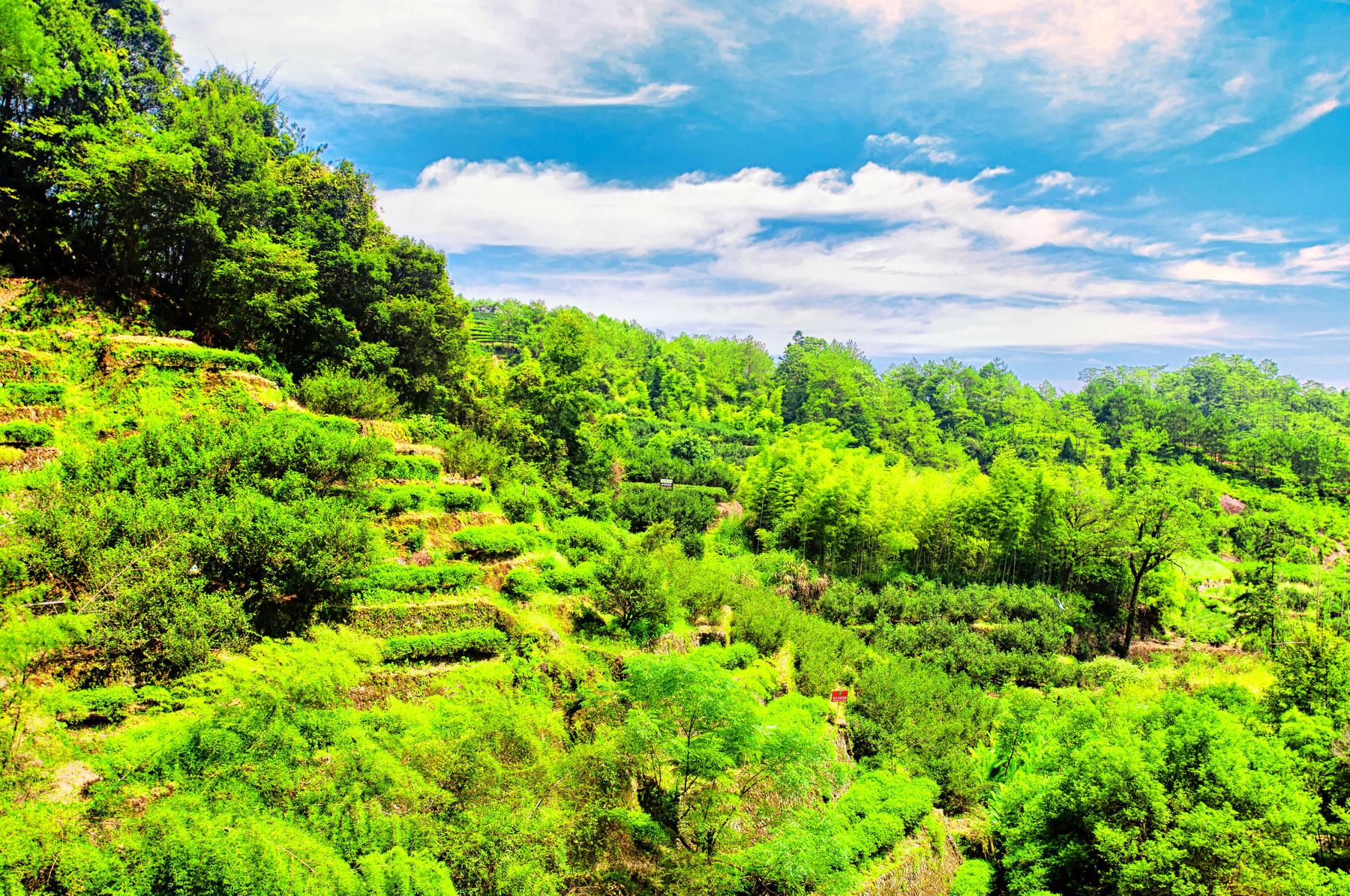 大红袍景区