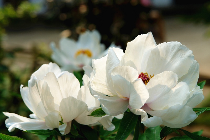 丹景山风景名胜区