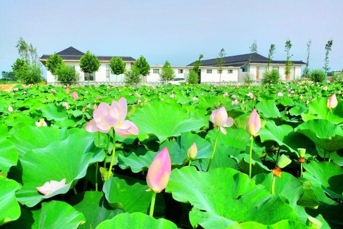 日照荷仙子湿地风景区