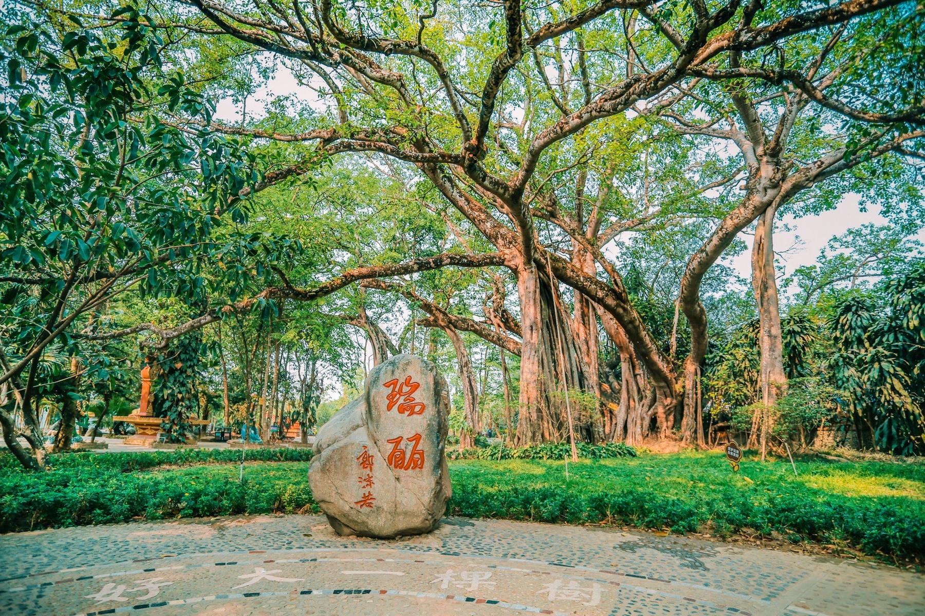 瑞丽独木成林