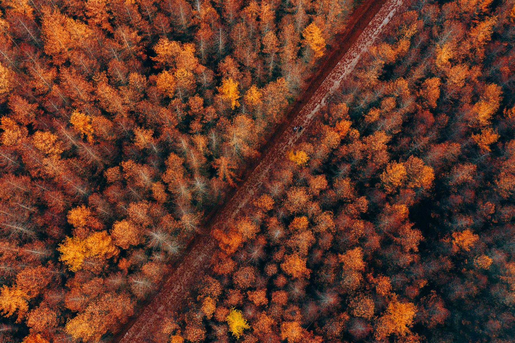 米仓山国家森林公园