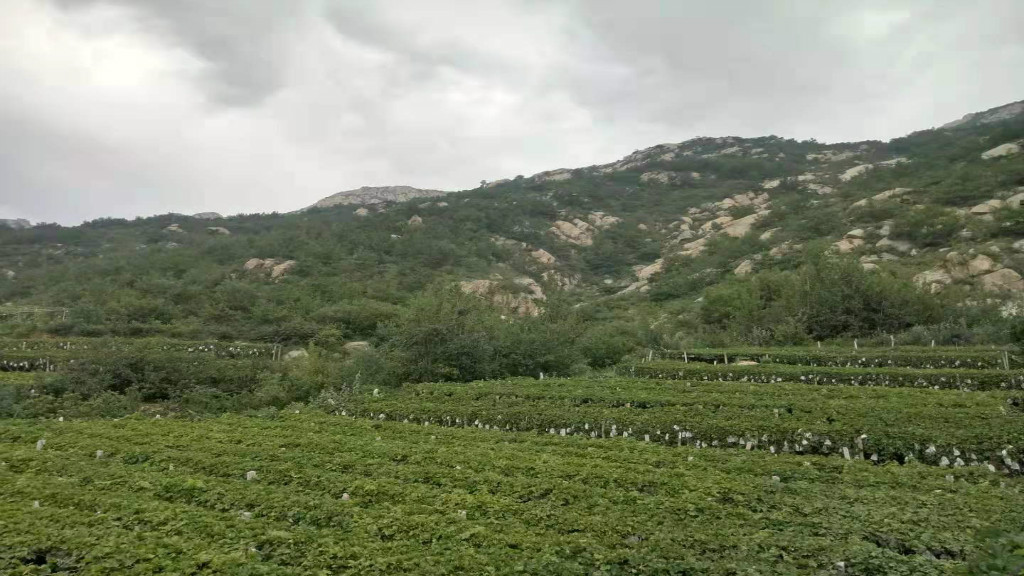 大泽山风景区